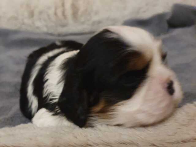 Cavalier-King-Charles-Spaniel-Welpen