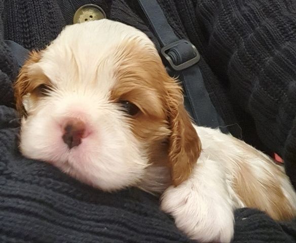 Cavalier-King-Charles-Spaniel-Welpen