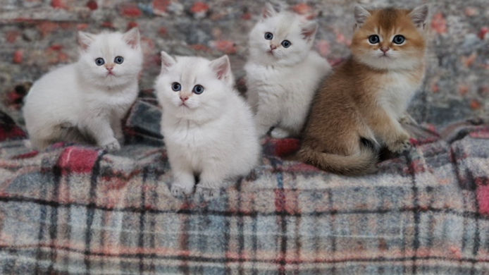 Reinrassige Bkh Kitten in seltener Farbe mit Stammbaum