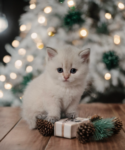 Reinrassige Bkh Kitten in seltener Farbe mit Stammbaum