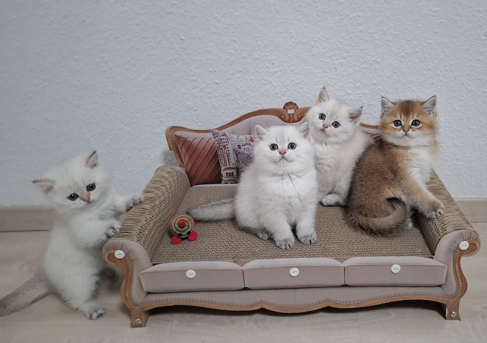 Reinrassige Bkh Kitten in seltener Farbe mit Stammbaum