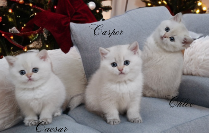 Reinrassige Bkh Kitten in seltener Farbe mit Stammbaum