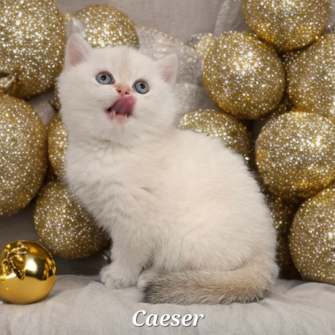 Reinrassige Bkh Kitten in seltener Farbe mit Stammbaum