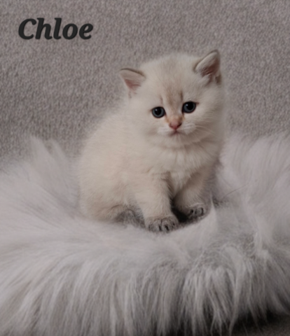 Reinrassige Bkh Kitten in seltener Farbe mit Stammbaum