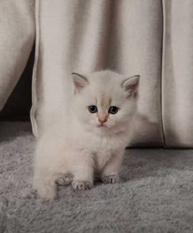 Reinrassige Bkh Kitten in seltener Farbe mit Stammbaum