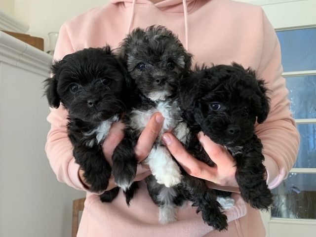 Traumhafte Superkleine Erhältlich Bolonka-Zwetna Welpen mit Papieren