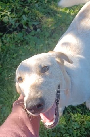 Sole, a.d.Tierschutz, sucht Happy-Home