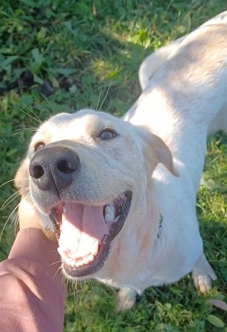 Sole, a.d.Tierschutz, sucht Happy-Home