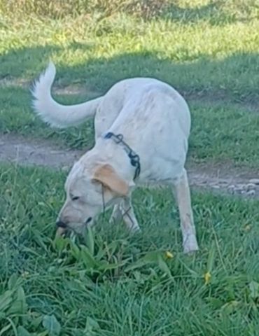 Sole, a.d.Tierschutz, sucht Happy-Home