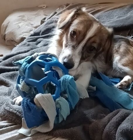 Lilli, a.d.Tierschutz, sucht Happy-Home