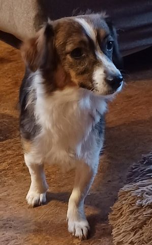 Lilli, a.d.Tierschutz, sucht Happy-Home