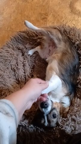 Lilli, a.d.Tierschutz, sucht Happy-Home