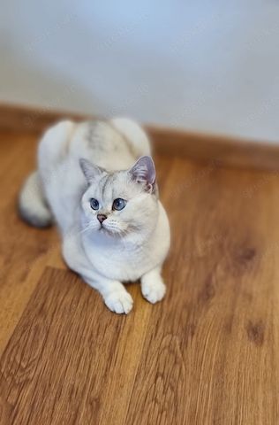 Deckkater Stammbaum blauen Augen BKH Farbe seal-silver-shaded-point ns 11-33