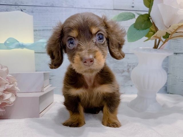 Dackelwelpe zur Adoption