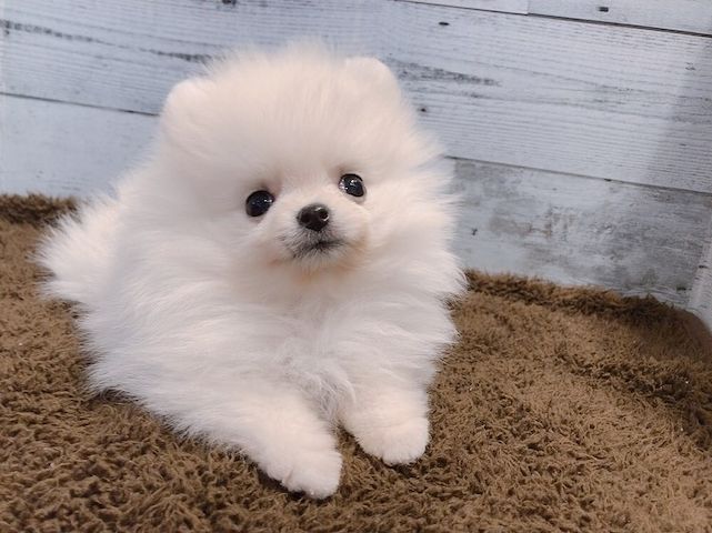 Pomeranian-Welpe zur Adoption