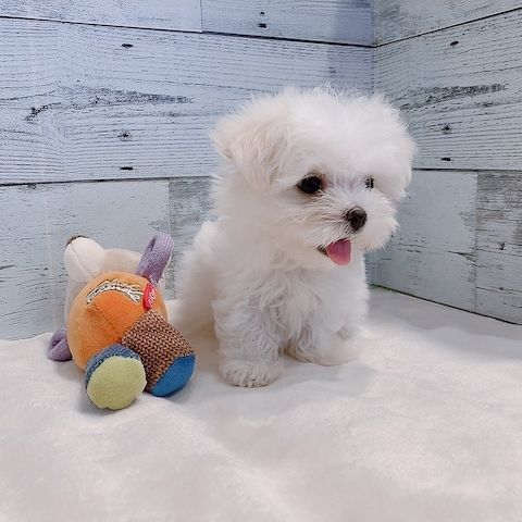 Malteserwelpe zur Adoption