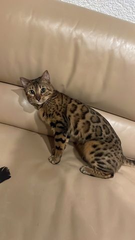 Bengal Katze 12 monate weiblich