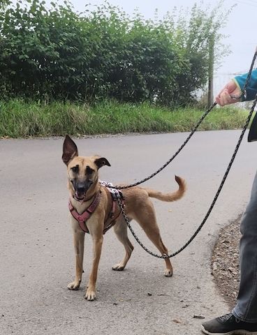 Freundliche Cleo sucht ihre Familie