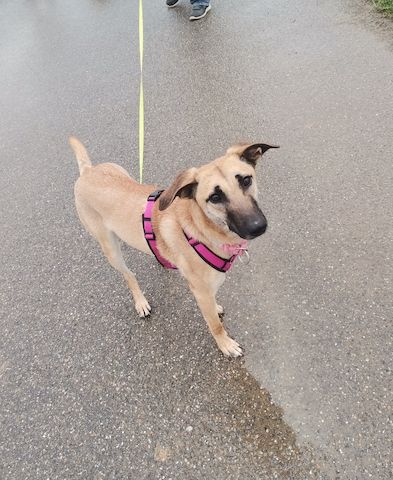 Freundliche Cleo sucht ihre Familie