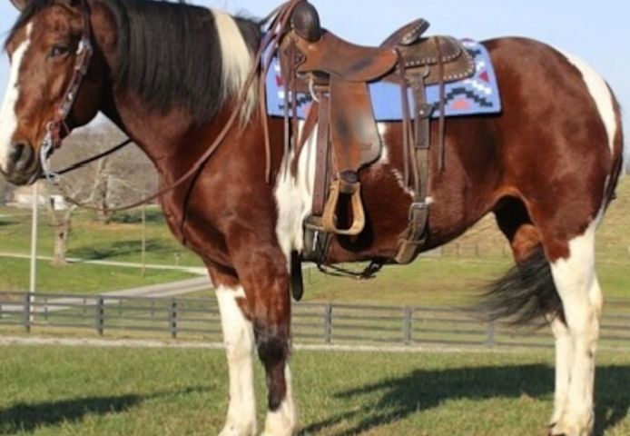 Quarter Horse Stute Mira (WhatsApp.  +49 1784876041)