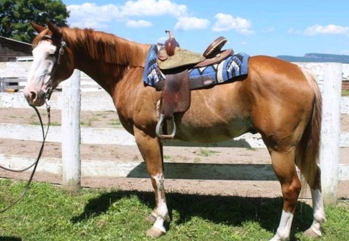 schönen Paint Horse Wallach mit Overo Zeichnun