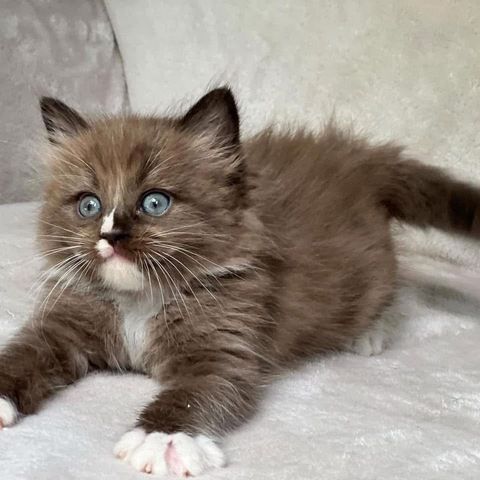 Ragdoll-Kätzchen