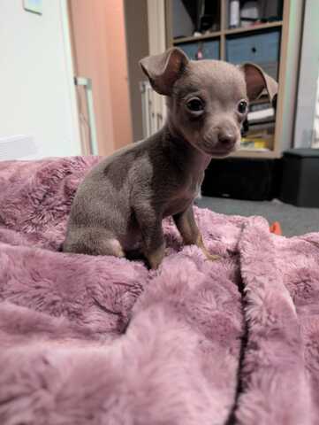 Russkiy Toy Rüde / Welps sucht ab 01.12.2025 Neues zuhause Silber Grau