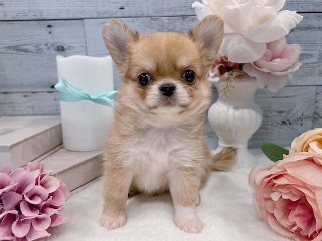 Chihuahua-Welpe zur Adoption