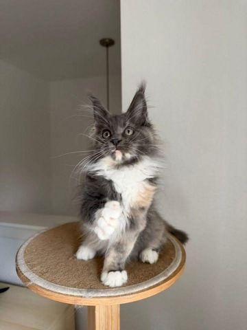 Maine-Coon-Kätzchen zur Adoption