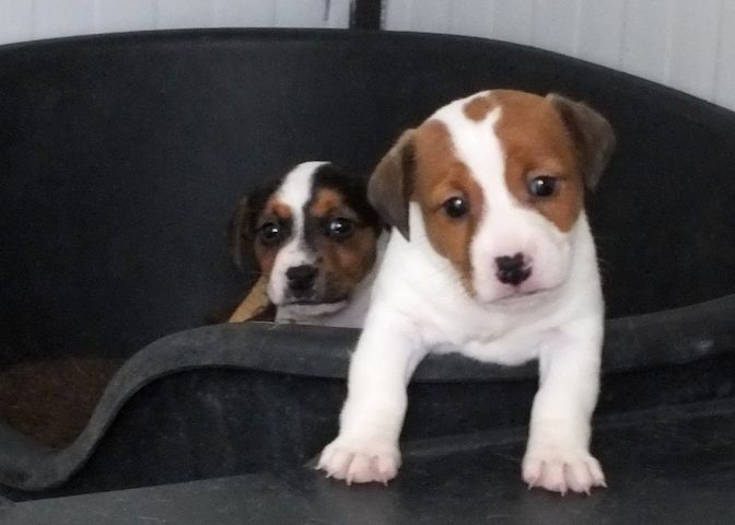 Jack-Russell-Welpen bereit für ein neues Zuhause