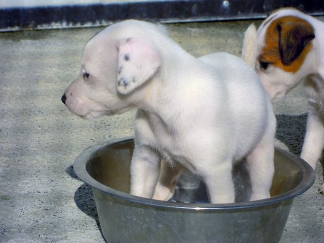 Jack-Russell-Welpen bereit für ein neues Zuhause