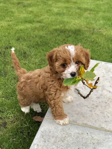 Seltene, einzigartige Cavapoos der Größe Moyen