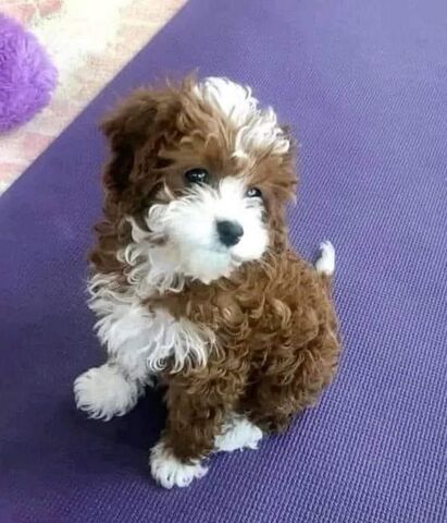 Seltene, einzigartige Cavapoos der Größe Moyen