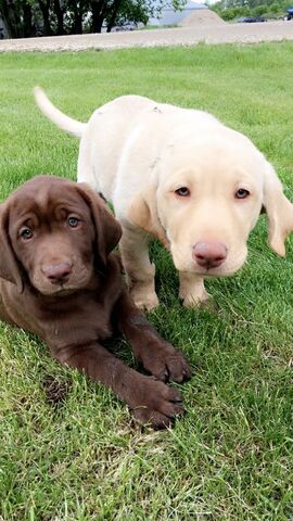Labrador Retriever Wurf
