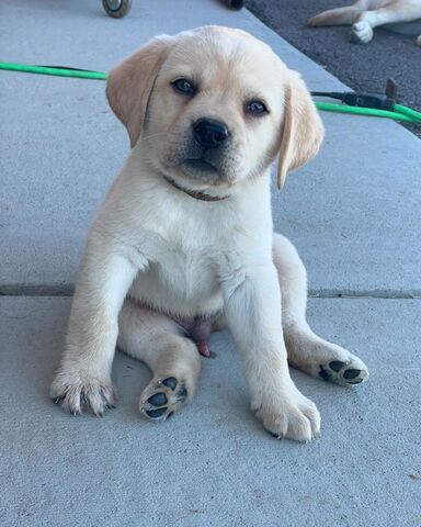 Labrador Retriever Wurf