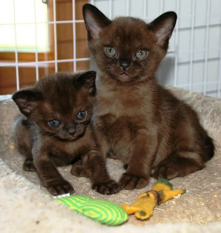 Ihr vierter Wurf war bisher der beste!