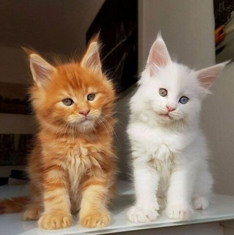 Reinrassige Mainecoons