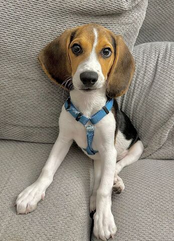 Wunderschöne dreifarbige Beagle-Welpen!