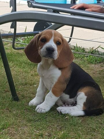 Wunderschöne dreifarbige Beagle-Welpen!