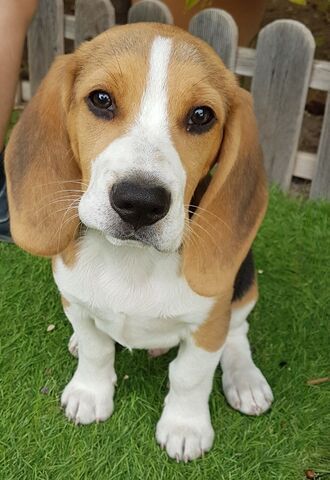 Wunderschöne dreifarbige Beagle-Welpen!
