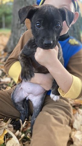 Presa Canario Welpen – 6 starke Hündinnen verfügbar