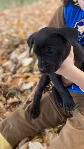 Presa Canario Welpen – 6 starke Hündinnen verfügbar