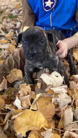 Presa Canario Welpen – 6 starke Hündinnen verfügbar