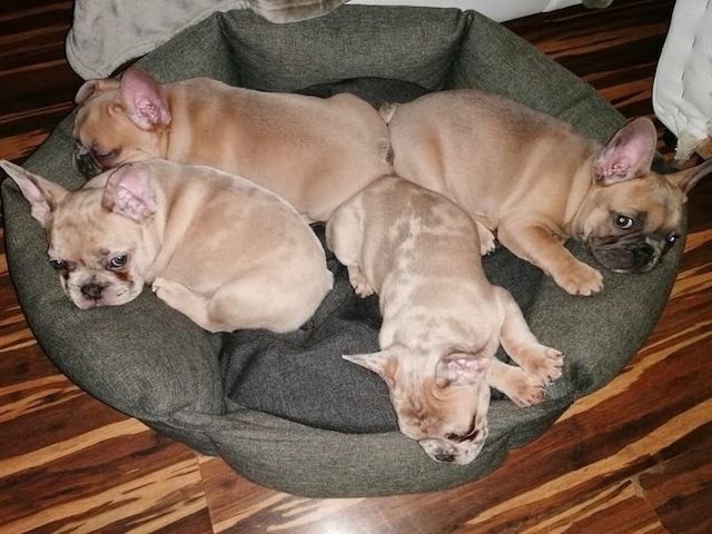 Französische Bulldogge Welpen mit papieren