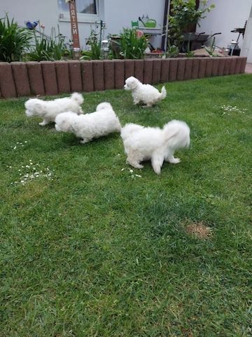 MINI Malteser Welpen 12 Wochen Zum Verschenken