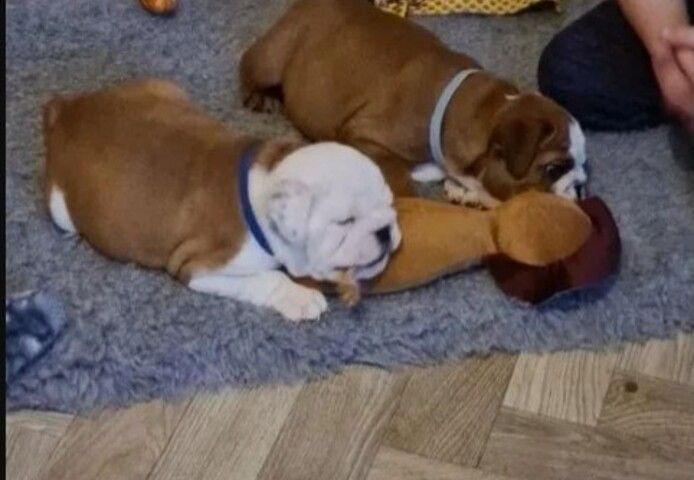 Englische Bulldogge welpen 