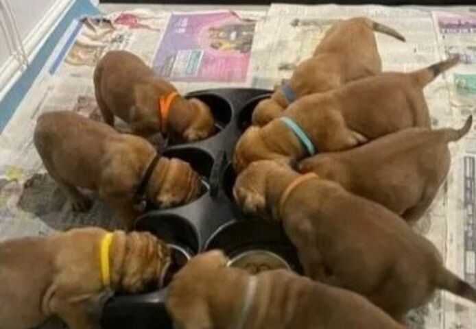 Boxer Welpen (Mädchen und Rude) mit Papieren