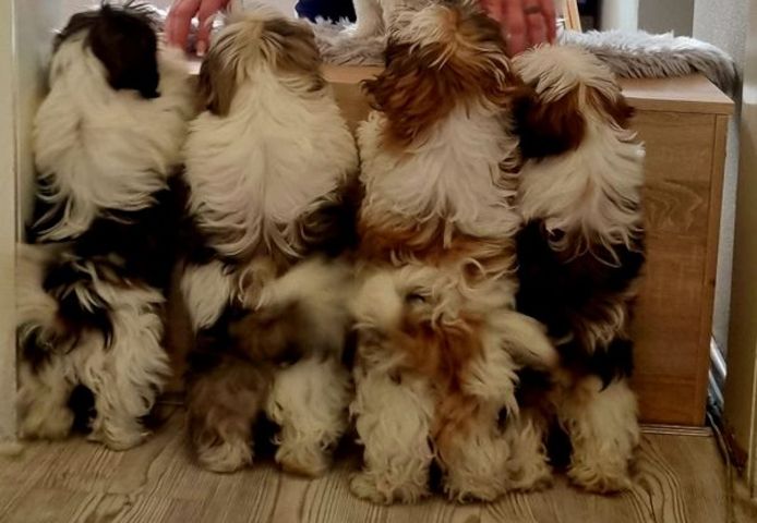 Shih Tzu Welpen mit Papieren 