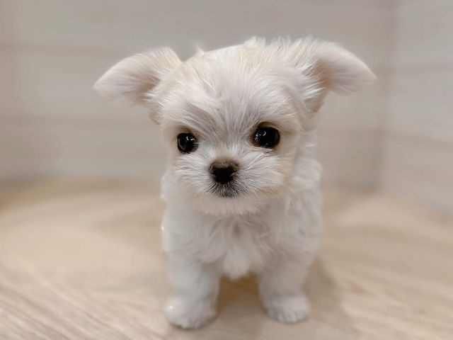 Malteserwelpe zur Adoption