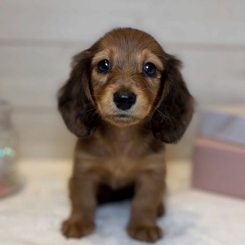 Dackelwelpe zur Adoption